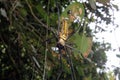 Large Nephila maculata, Giant Long-jawed northern golden orb weaver or Giant wood spider on web
