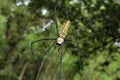 Large Nephila maculata, Giant Long-jawed northern golden orb weaver or Giant wood spider on web Royalty Free Stock Photo