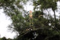 Large Nephila maculata, Giant Long-jawed northern golden orb weaver or Giant wood spider on web Royalty Free Stock Photo