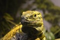 Yellow and Black Lizard Royalty Free Stock Photo