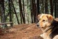 Yellow/black mixed breed dog lying in ground looking with atention into forest Royalty Free Stock Photo