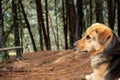 Yellow/black mixed breed dog lying in ground looking with atention to a deep pine forest Royalty Free Stock Photo