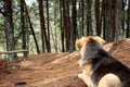 Yellow/black mixed breed dog lying in ground looking with atention to a deep pine forest Royalty Free Stock Photo