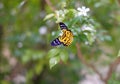 A yellow and black moth and white flower Royalty Free Stock Photo