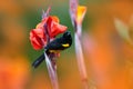 Yellow black mountain bird in the dark green jungle forest. Black-cowled Oriole, Icterus prosthemelas, sitting on the green palm Royalty Free Stock Photo