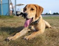 Yellow Black Mouth Cur puppy dog