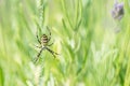 Yellow and black Orb Spider, Orb Web Spider, Orb-Weaver Spider or Wasp Spider, Argiope bruennichi Royalty Free Stock Photo