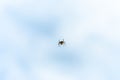 Yellow black Orb-weaver spider Araneid insect coming down from the sky on his silky thread Royalty Free Stock Photo