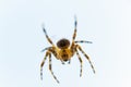 Yellow black Orb-weaver spider Araneid insect coming down from the sky on his silky thread Royalty Free Stock Photo