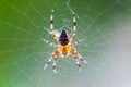 Yellow black Orb-weaver spider Araneid insect sitting on his spiderweb on green blurred background Royalty Free Stock Photo