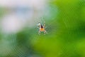 Yellow black Orb-weaver spider Araneid insect sitting on his spiderweb on green blurred background Royalty Free Stock Photo