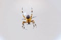 Yellow black Orb-weaver spider Araneid insect sitting on spiderweb Royalty Free Stock Photo