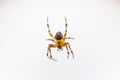 Yellow black Orb-weaver spider Araneid insect sitting on spiderweb Royalty Free Stock Photo