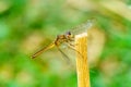Yellow black pattern dragon fly close up Royalty Free Stock Photo