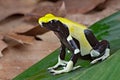 Yellow and black poison dart frog Royalty Free Stock Photo