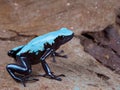 Blue and black poison dart frog Royalty Free Stock Photo