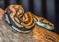 Yellow and black python in a tree Royalty Free Stock Photo