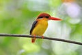 Yellow black and red bird (Black backed Kingfisher Royalty Free Stock Photo