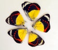 Yellow black red butterflies Delias arranged in a circle. Can use as background, texture, pattern, art, phone case, ceramic. Royalty Free Stock Photo