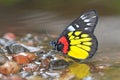 Yellow Black and Red Butterfly Royalty Free Stock Photo