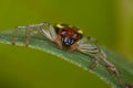 Yellow black and red crab spider Royalty Free Stock Photo