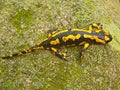 A yellow and black salamander