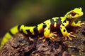 Yellow black salamander with bright red eyes sits on rock with trampled paws. Royalty Free Stock Photo