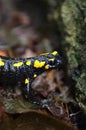 Yellow and black salamander Royalty Free Stock Photo