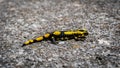 Yellow and black salamander on the rock Royalty Free Stock Photo