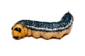 Yellow black and silver Caterpillar isolated on white background Royalty Free Stock Photo