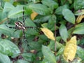 Yellow and black spider with its home among dense green leaves Royalty Free Stock Photo