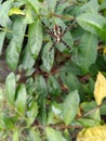 Yellow and black spider with its home among dense green leaves Royalty Free Stock Photo