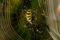 Yellow-black spider in her spiderweb - Argiope bruennichi Royalty Free Stock Photo