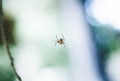 Yellow and black spider in its web Royalty Free Stock Photo