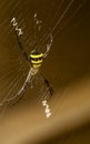 Nature's architecture: A beautiful yellow and black spider in its web. Royalty Free Stock Photo