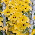 The Yellow with black spot Bloom Dendrobium friedericksianum orchids