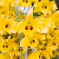 The Yellow with black spot Bloom Dendrobium friedericksianum orchids