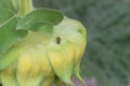 Cucumber Beetle on Sunflower 01 Royalty Free Stock Photo