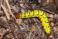 Yellow and black spotted spine caterpillar, Amazon jungle