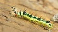 Yellow and black spotted spine caterpillar, Amazon jungle