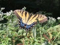 Yellow and Black Butterfly - Eastern Tiger Swallowtail Papilio Royalty Free Stock Photo