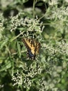 Yellow and Black Butterfly - Eastern Tiger Swallowtail Papilio Royalty Free Stock Photo