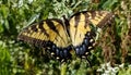 Yellow and Black Butterfly - Eastern Tiger Swallowtail Papilio Royalty Free Stock Photo