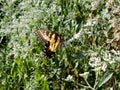 Yellow and Black Butterfly - Eastern Tiger Swallowtail Papilio Royalty Free Stock Photo