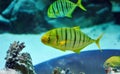 Yellow and black striped fish in aquarium
