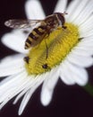 yellow black striped hoverfly sits