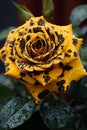 yellow and black striped leopard pattern rose, ai generated image Royalty Free Stock Photo