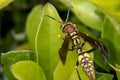 Yellow and black striped wasp resting on a leaf