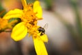 Yellow and black stripped bee sitting on a yellow daisy flower Royalty Free Stock Photo