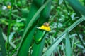 Yellow and black stripped honey  bee sitting on a yellow daisy flower Royalty Free Stock Photo